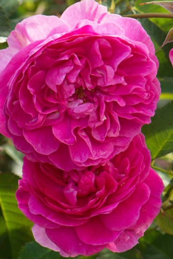 Троянда плетиста ‘Світ Кісс’ (темно-малинова)|Rosa climber ‘Sweet Kiss’|Роза плетистая ‘Свит Кисс’ (темно-малиновая)